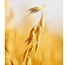 Avoine blanche de printemps - Jouvence