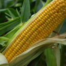 Saatmais - MAS 16.B (S230 K220) MAS SEEDS