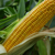 Saatmais - MAS 16.B (S230 K220) MAS SEEDS
