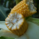 Saatmais - MAS 075.B (S190 K190) MAS SEEDS