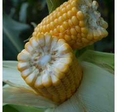 Saatmais - MAS 075.B (S190 K190) MAS SEEDS