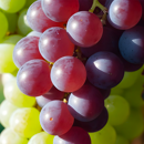 Saviran Star | Fungizid