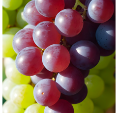 Fragum (Kenja) | Fungizid