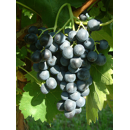 Tafeltraube - Muscat Bleu