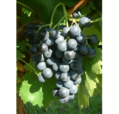 Tafeltraube - Muscat Bleu