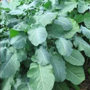 Moutarde d'Abyssinie - Undercover