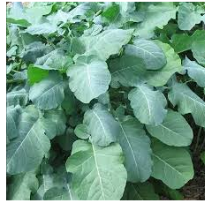 Abessinischer Senf - Äthiopischer Senf - UNDERCOVER