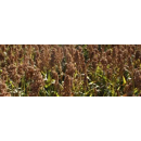 Sorgo para grano híbrido - Colorado - R1