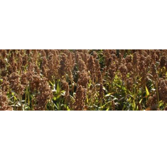 Sorgo para grano híbrido - Colorado - R1