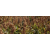 Sorgo para grano híbrido - Colorado - R1