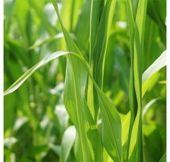 Betasana Perfekt Pack | Herbizid