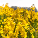 Nematodenresistenter Gelbsenf - BRILLIANT