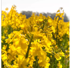 Nematodenresistenter Gelbsenf - BRILLIANT