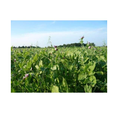 Zwischenfruchtmischung - TerraLife Solanum organic