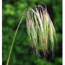 Brome cathartique - Jeronimo