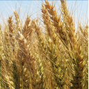 Trigo duro - Grador - R1 y R2