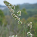 Dactyle tardif - Diceros - BIO