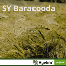 SY Baracooda - Hybride Wintergerste