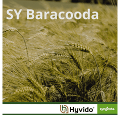 SY Baracooda - Hybride Wintergerste