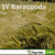SY Baracooda - Hybride Wintergerste