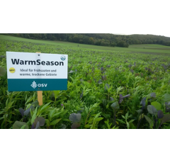 Zwischenfruchtmischung - TerraLife WarmSeason