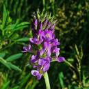 Luzerne type sud - Felsy - BIO