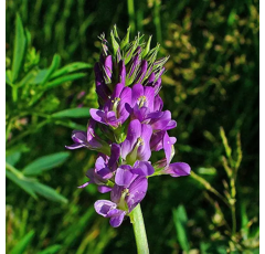 Luzerne - FELSY - BIO