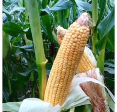 Saatmais - MAS 282.K (S280 K270) MAS SEEDS