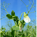 Pois fourrager d'hiver - Arkta - BIO