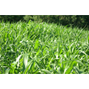 Sorghum - LUSSI - Biomasse