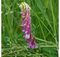 Winterwicke - VILLANA