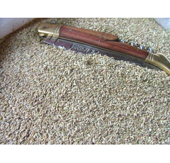 Switchgrass - Dacotah