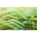 Cebada de invierno - TAURI