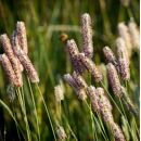 Fléole des prés - Nuuti