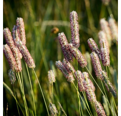 Wiesenlieschgras - NUUTI