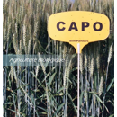Blé tendre d'hiver - Capo - BIO