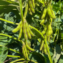 Soja 000 - RGT Royka