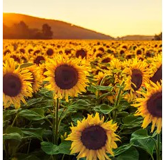 Sonnenblume - P64BE800