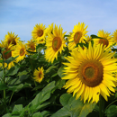 Tournesol oléique précoce LST 907 - Laboulet