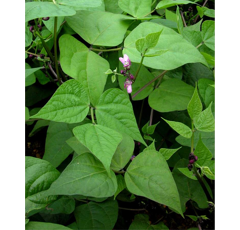 Vigna unguiculata - Cowpea - R1