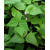 Vigna unguiculata - Cowpea - R1