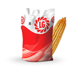 Maïs mixte 260 - LG 31.260