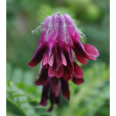 Bengalische Wicke - BINGO