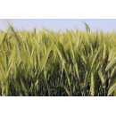 Triticale - Tender PZO