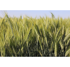 Triticale - Tender PZO