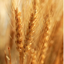 Winterweizen - LG Optimist