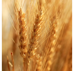 Winterweizen - LG Optimist