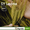 SY Loona BIO - Hybride Wintergerste