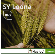 SY Loona BIO - Hybride Wintergerste