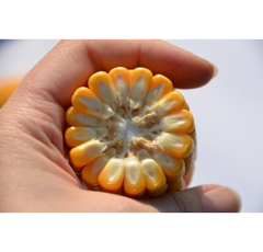 Saatmais - Crosbey (S210 K210) DSV